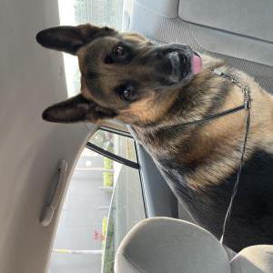 Image of Unknown, Found Dog