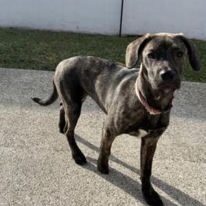 Found Dog unknown