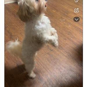 Lost Dog Roxy