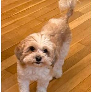 Lost Dog Maple