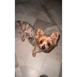 Lost Dog Sierra