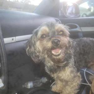 Lost Dog Stuck