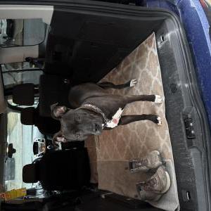 Found Dog Unknow