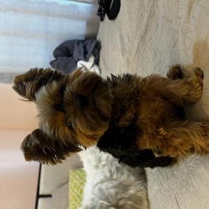Lost Dog Milo