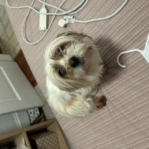 Image of unknown, Found Dog