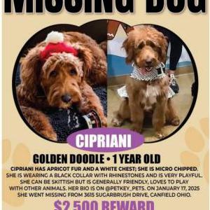 Lost Dog Cipriani