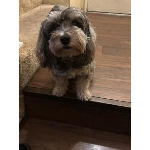 Lost Dog Benji