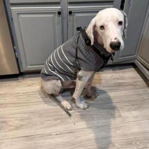 Lost Dog Cooper