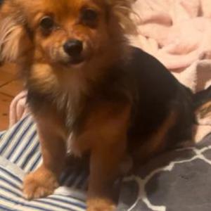 Lost Dog Toby