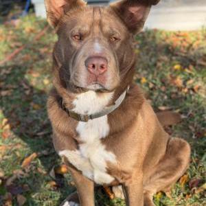 Lost Dog Gordo