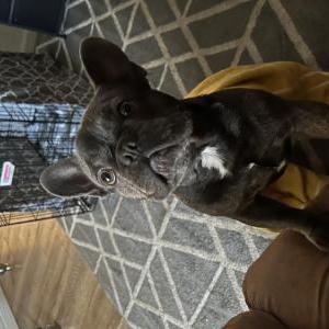 Lost Dog Buddha