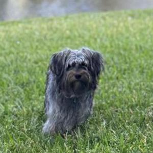 Lost Dog Max