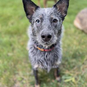 Image of Stella, Lost Dog