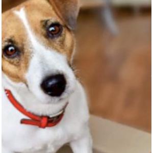 Image of Chopper, Lost Dog