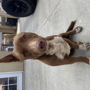 Found Dog Unknown