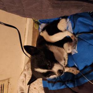 Image of Unknown, Found Dog