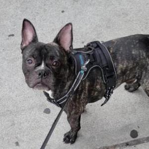 Lost Dog Russell