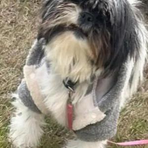 Image of SPARKLE, Lost Dog