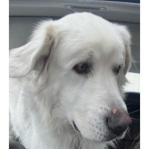 Lost Dog Jack