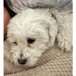 Lost Dog Zoey