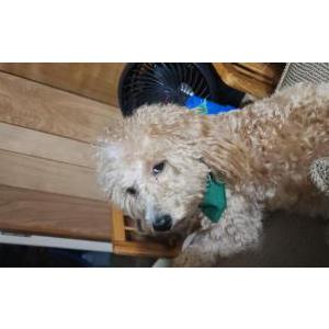 Image of Unknown, Found Dog