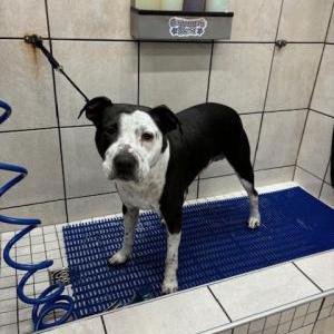 Found Dog Unknown