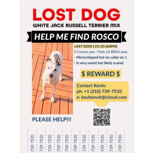 Lost Dog Rosco