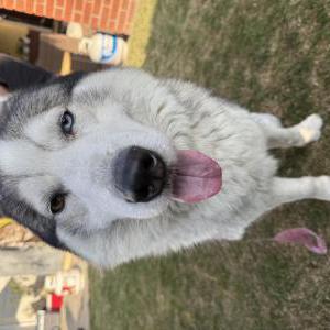 Found Dog Inknown