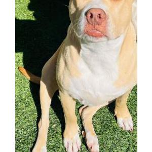 Lost Dog Butter