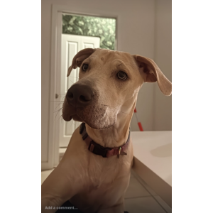 Lost Dog Flani