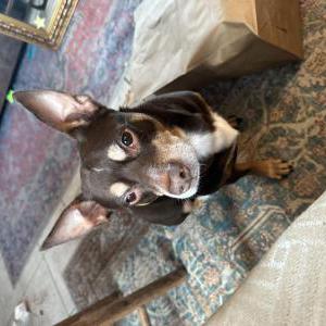 Image of Trooper, Lost Dog