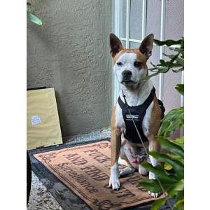 Found Dog Unknown