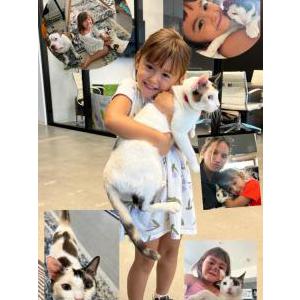 Image of Tulip aka “Tuli”, Lost Cat