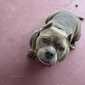 Lost Dog Roxy