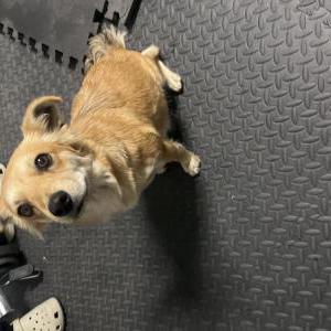 Found Dog Unknown