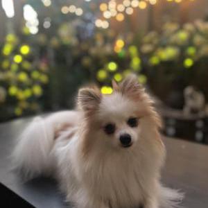 Lost Dog Elky