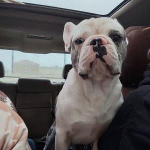 Image of Dodger, Lost Dog