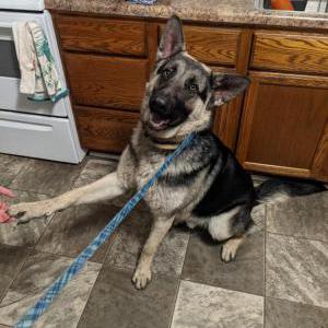 Found Dog We call him Tony