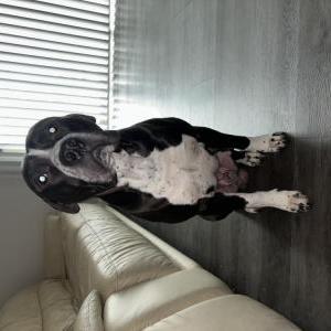 Lost Dog Jax