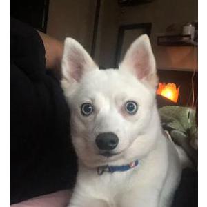 Image of Kila, Lost Dog