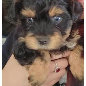 Lost Dog Tommy