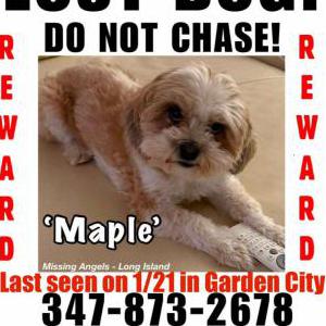 Lost Dog Maple