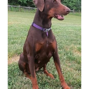 Lost Dog Mia