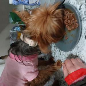 Image of Unknown, Found Dog