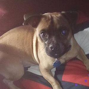 Image of Jack, Lost Dog