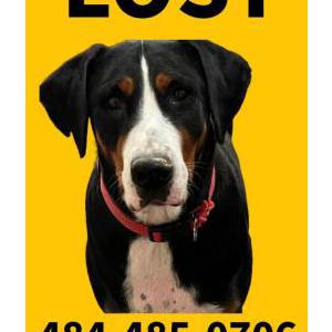 Image of Heidi, Lost Dog