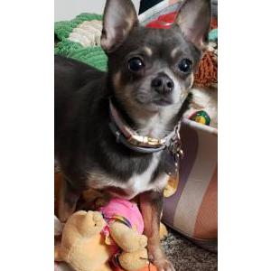 Image of Paisley, Lost Dog