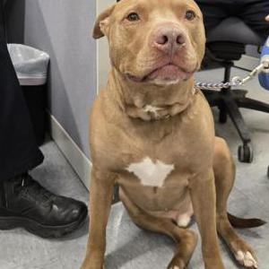 Image of Unknown, Found Dog