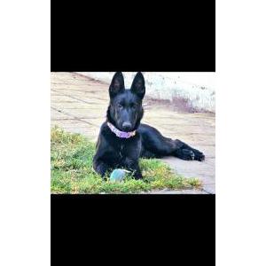Lost Dog Lilly