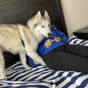 Lost Dog Zeus